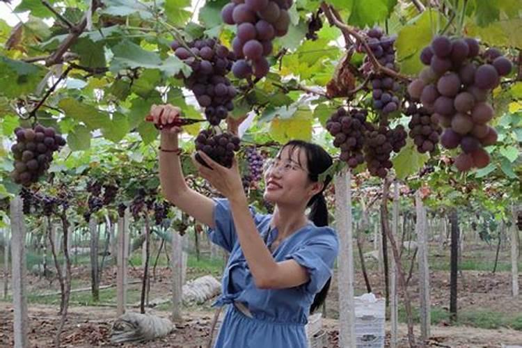 家里的果树到了膨果期了,该施什么肥？