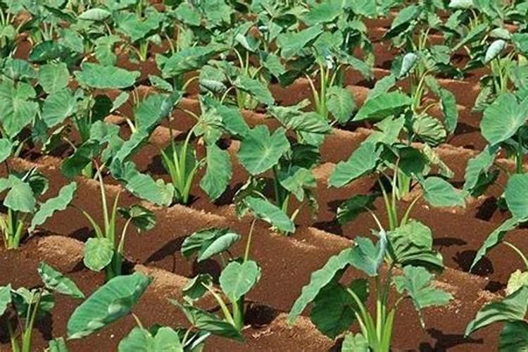 种植槟榔芋用什么化肥好