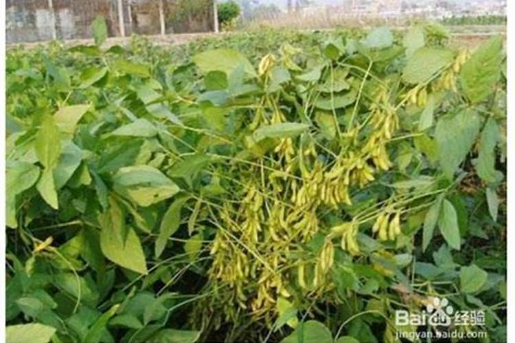 亩产1500斤的小麦底肥施多少 亩产1500斤的小麦底肥怎么施加百度...