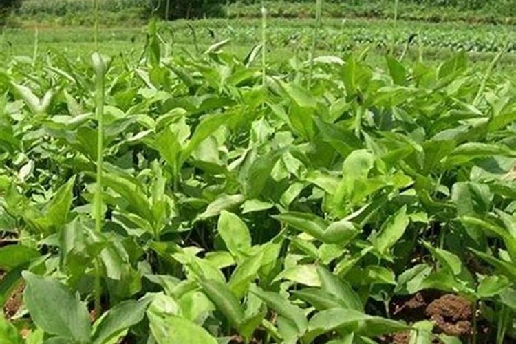 小树苗用什么肥料长得快