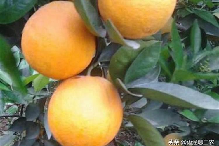 夏橙春季新梢有干叶现象是什么病,怎么防治