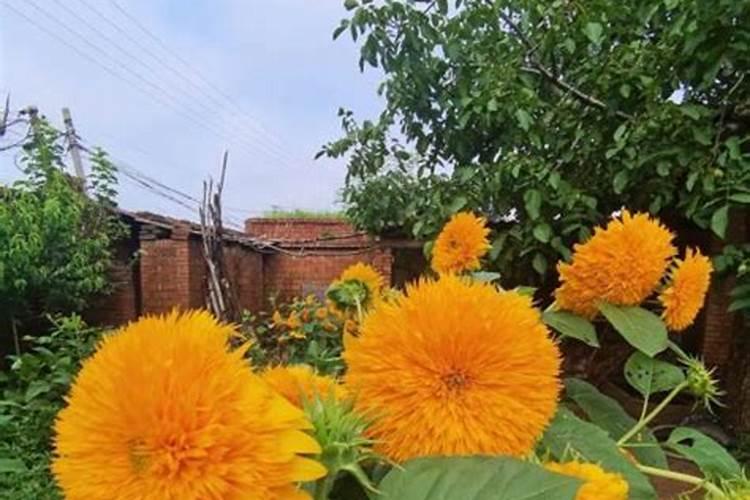 铁皮石斛浇什么肥合适？