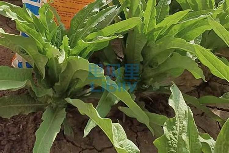 铁皮石斛用什么肥料好