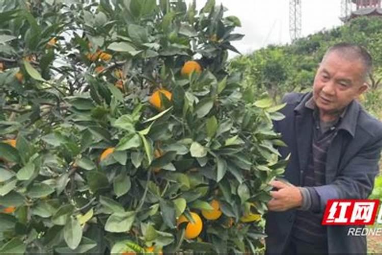 夏橙保果正确方法