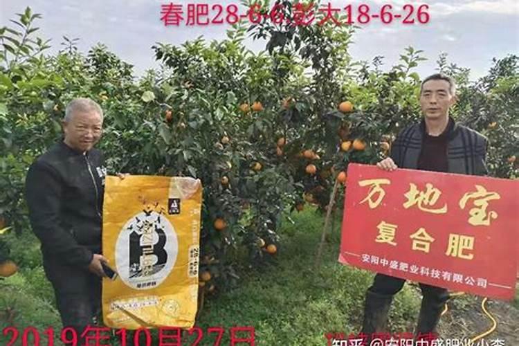 如何种植橙树,橙子树怎么种植才能高产