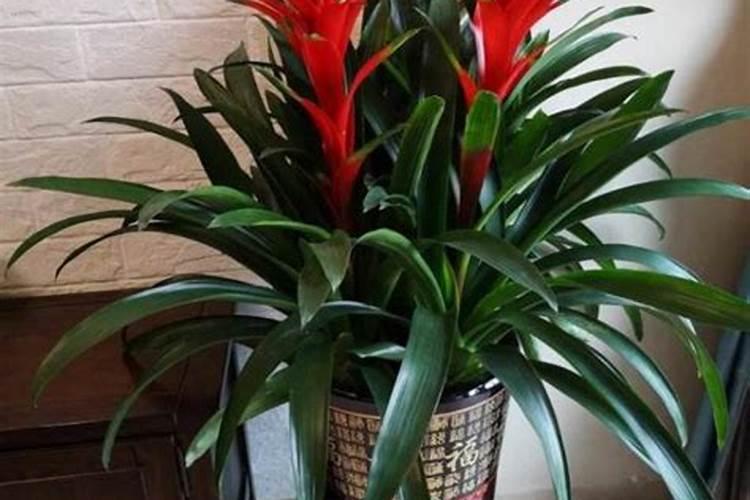 养花复合肥多久用一次(养花复合肥料怎么使用)