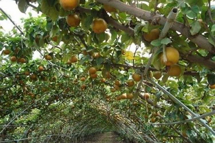 用自制的鱼蛋白浇果树要稀释多少