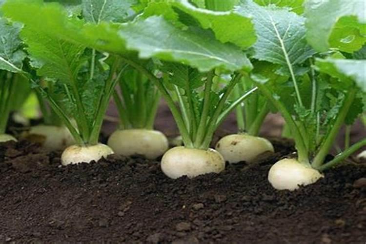 萝卜种植:白萝卜怎么样施肥好