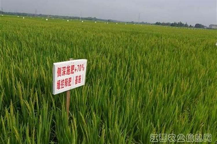 玉米乳熟期还需要喷施叶面肥吗