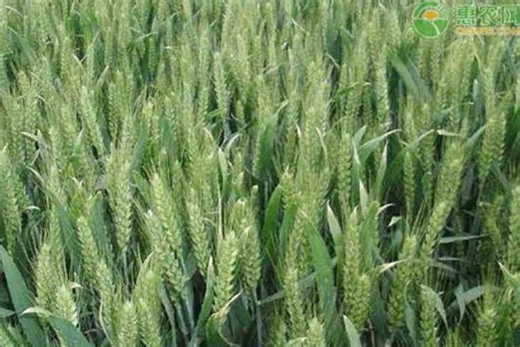 洋葱春季什么时候浇水