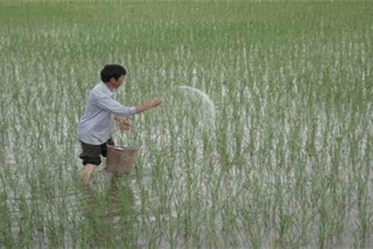 黄瓜缺钙有什么症状