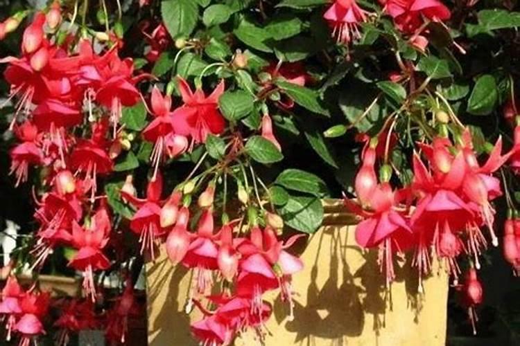 倒挂金钟花期掉花苞怎么办