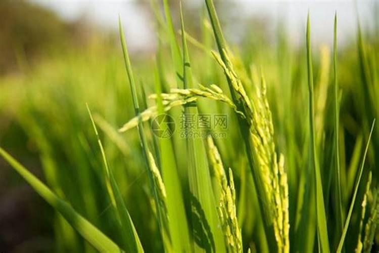 玉米出穗施什么肥 施肥要点有哪些