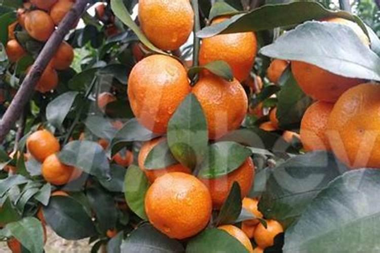 有机肥属于化肥吗