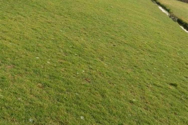 生物肥有机肥属于化肥么