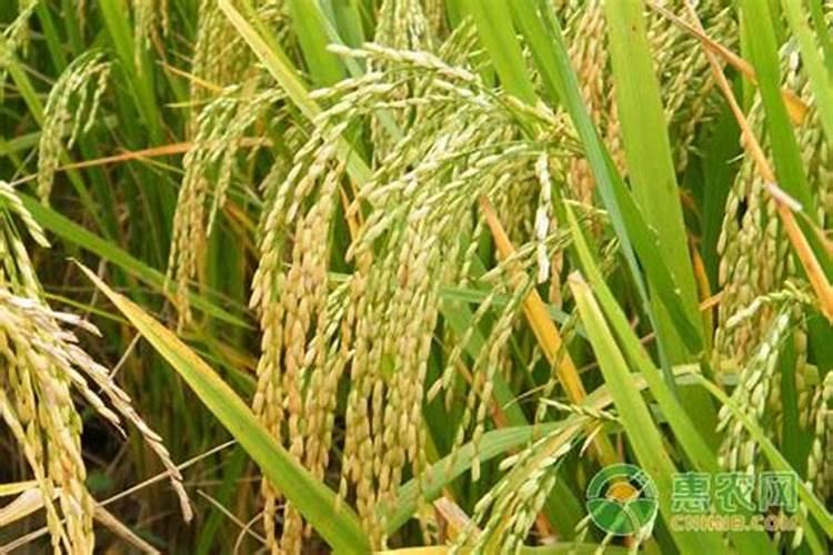 大蒜种植时间和方法