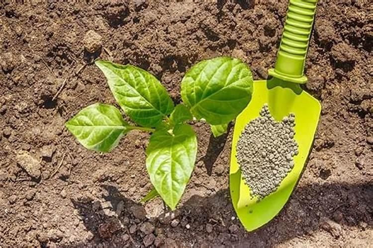 什么是植物营养的平衡施肥？