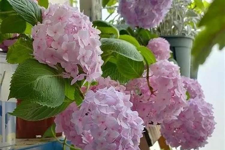 绣球开花后怎么施肥