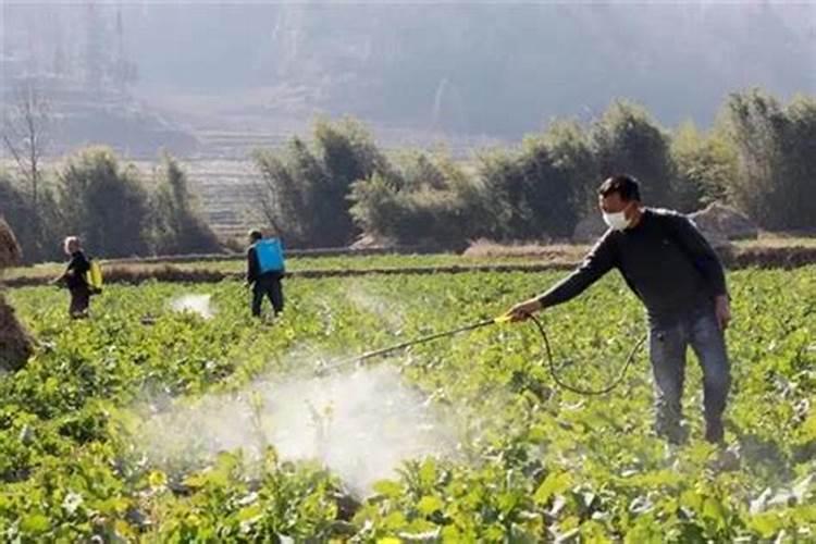 花生增产什么时候打药 用什么药效果好
