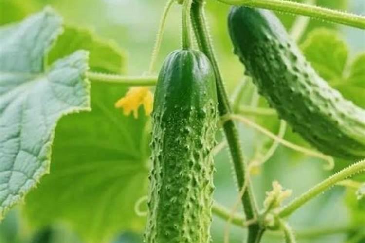 红糖当冲施肥怎么用 红糖当冲施肥如何用