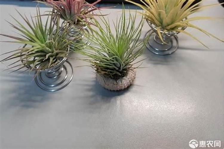 君子兰用什么养肥效好叶绿开花多