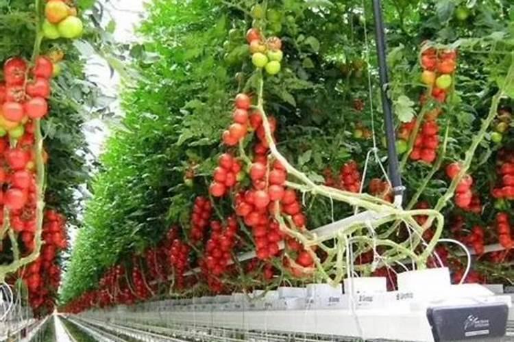 樱桃番茄自己在家种起来!樱桃番茄的家庭无土栽培盆栽技术!