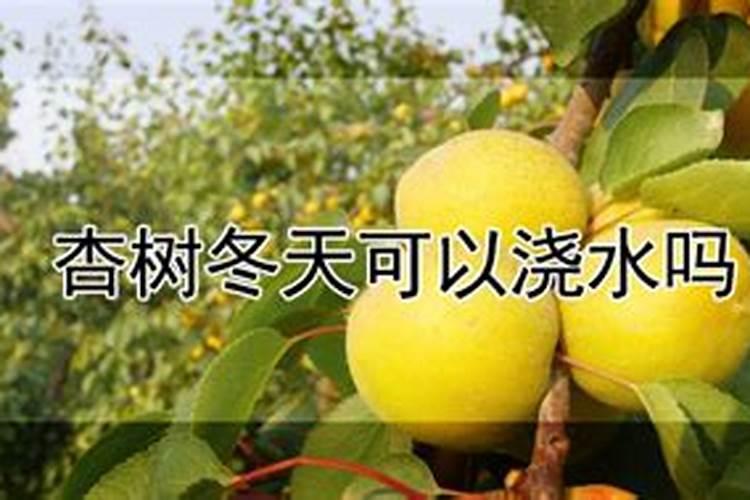 杏树开花后怎么管理