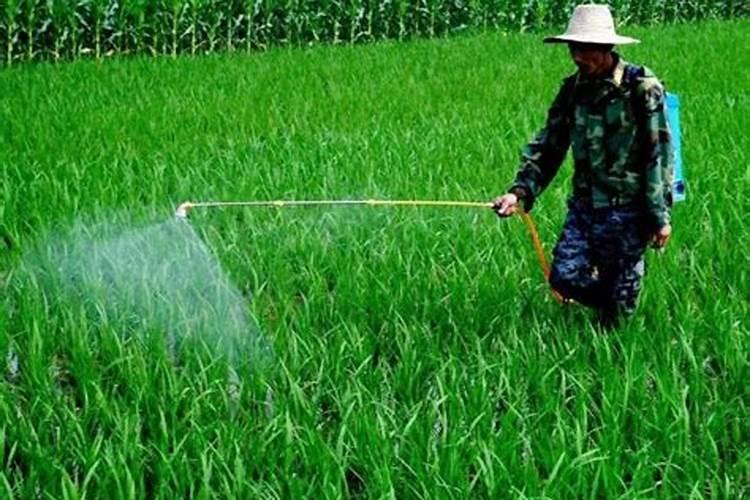 养花氮磷钾口诀,氮磷钾肥怎样施肥效果好