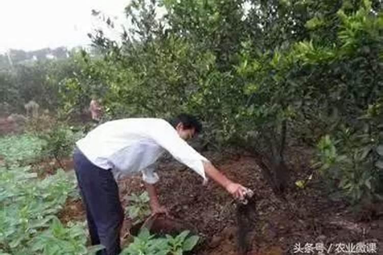 碳铵可以和那些肥料混合淋施脐橙树