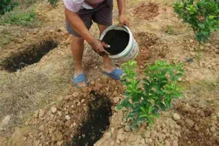 柑橘冬肥用什么肥料好