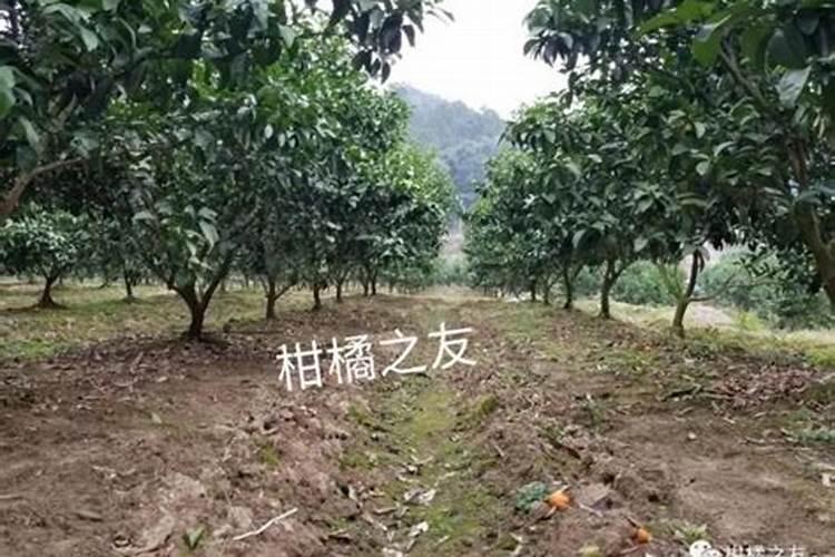 柑橘要怎样施肥？