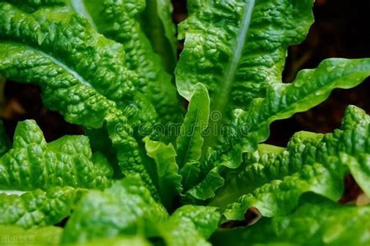 瘀血为患,其人发狂,医圣张仲景:妙用三味中药,瘀血一去百病消