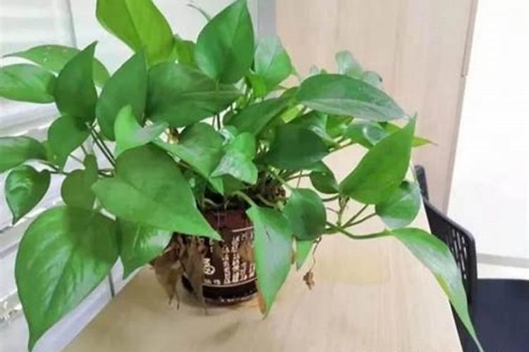 鱼蛋白肥料制作方法,附使用方法和注意事项