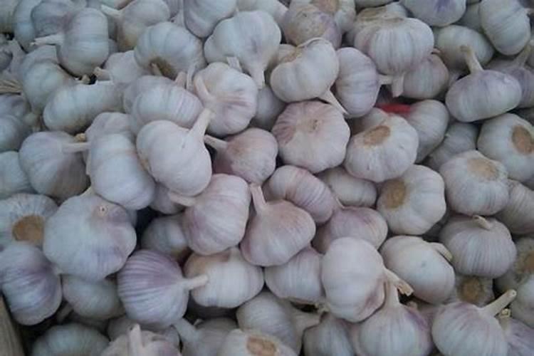 大蒜专用肥料 大蒜专用肥料有哪些