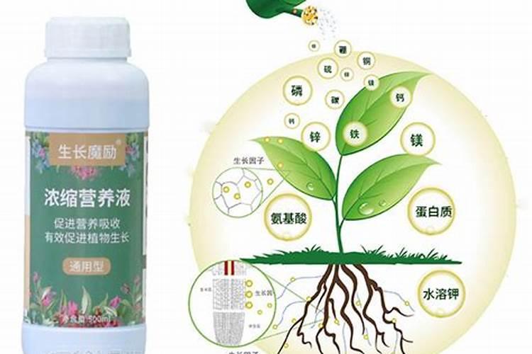 氮肥适用哪些花卉