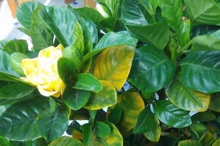 矿源黄腐酸钾的正确使用方法