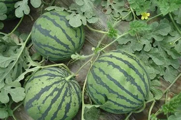 种西瓜用什么肥料？最新西瓜施肥技术指导!
