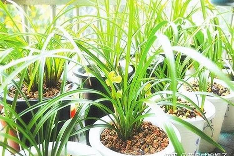 兰花浇什么肥料合适