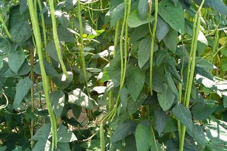 苯甲丙环唑十芸苔素给豆角叶面喷施可控旺效果好吗