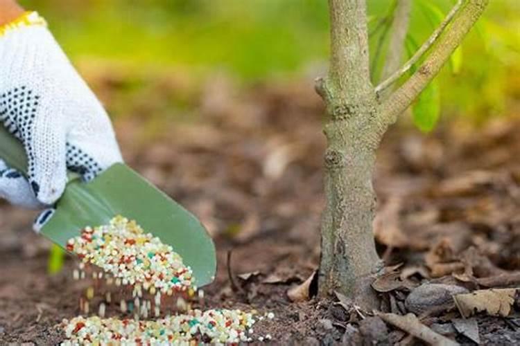 种植辣椒在结果期,该怎样科学施肥？