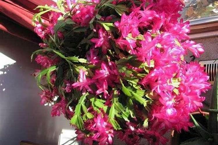 植物冬天可以施肥吗 需要注意什么