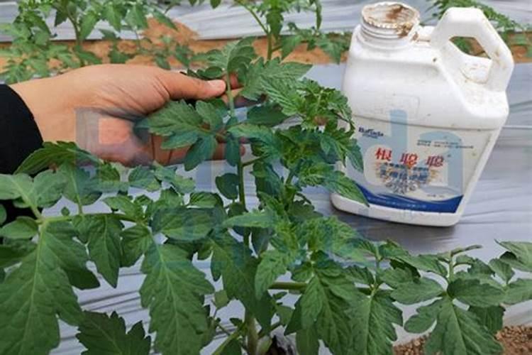 微量元素水溶肥料使用方法有哪些