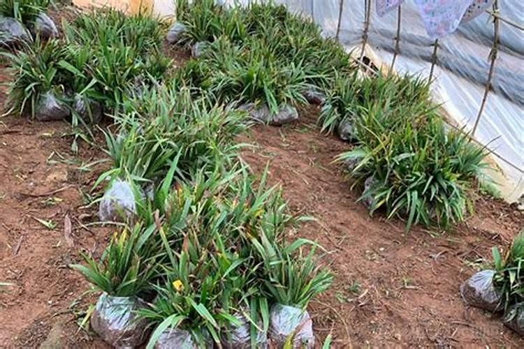 怎样给白芨施肥,那种肥最佳