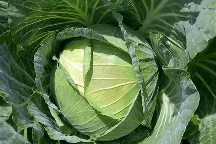 如何判断草莓要浇水