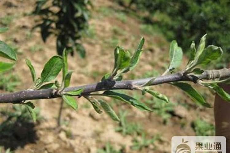 绿贝氨基酸水溶肥的效果怎么样呢？