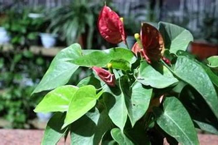 红掌为何不开花？