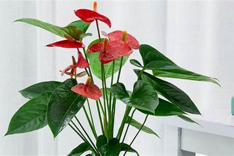 红掌为何不开花？