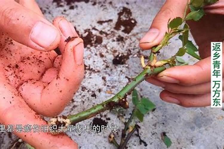 玉米地氮肥深施有哪些作用？