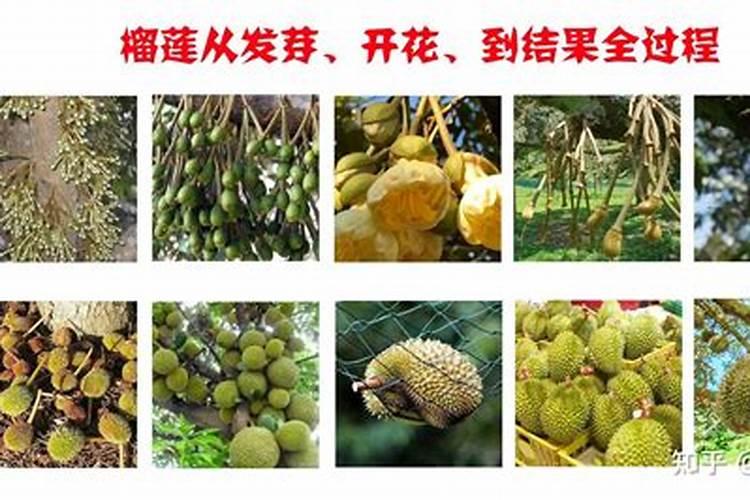 果树形成花蕾后,适量施加哪种肥有助于开花结果