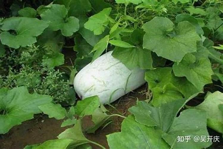 什么农药能把树毒死